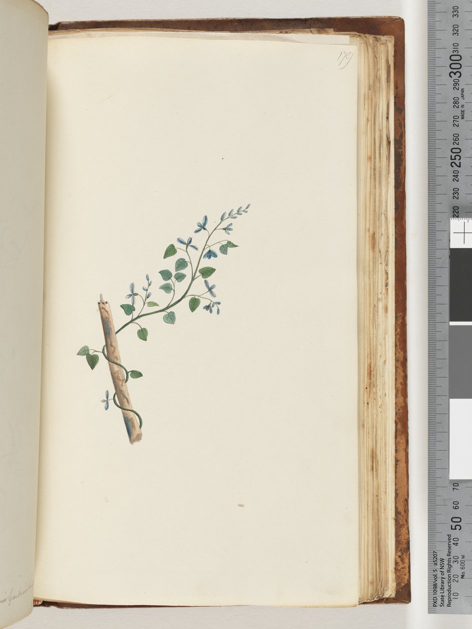Pagina 179. Pianta non identificata da Unknown artist