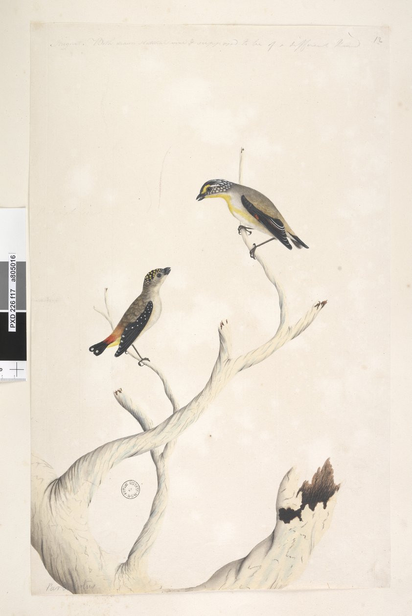 Pardalotus maculato e Pardalotus striato (dettaglio) da Unknown artist