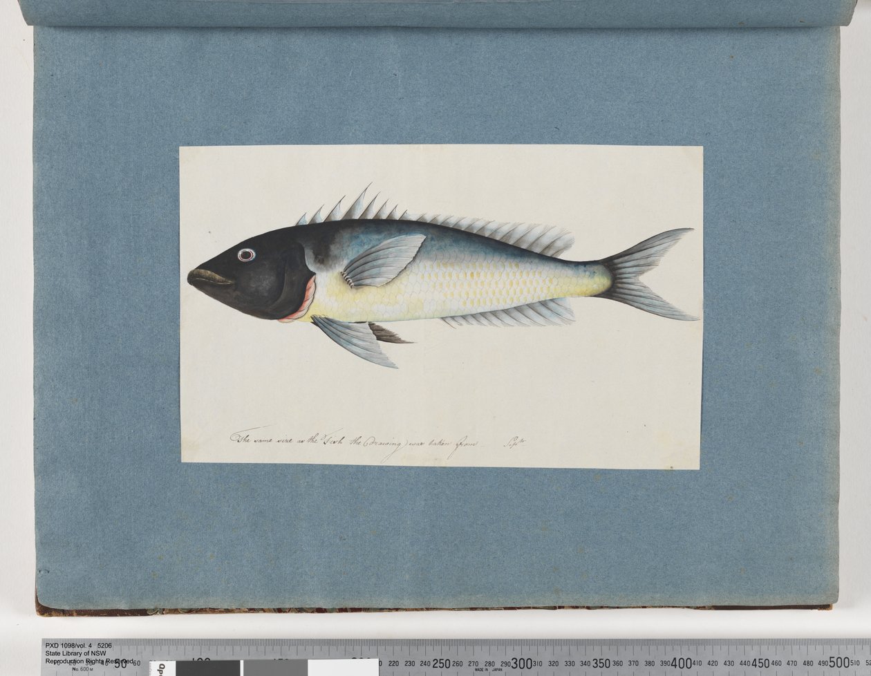 Pesce non identificato da Unknown artist