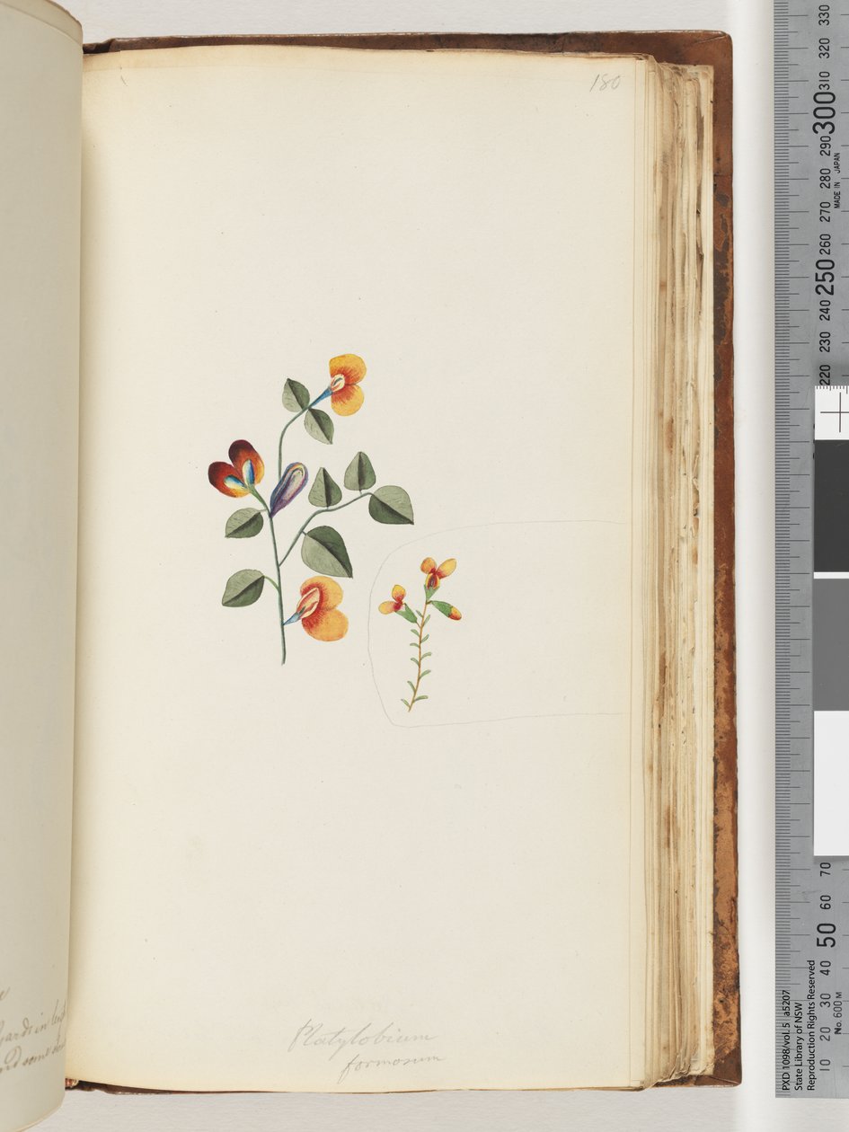 Pagina 180. Platylobium formosum / Pisello piatto bello da Unknown artist