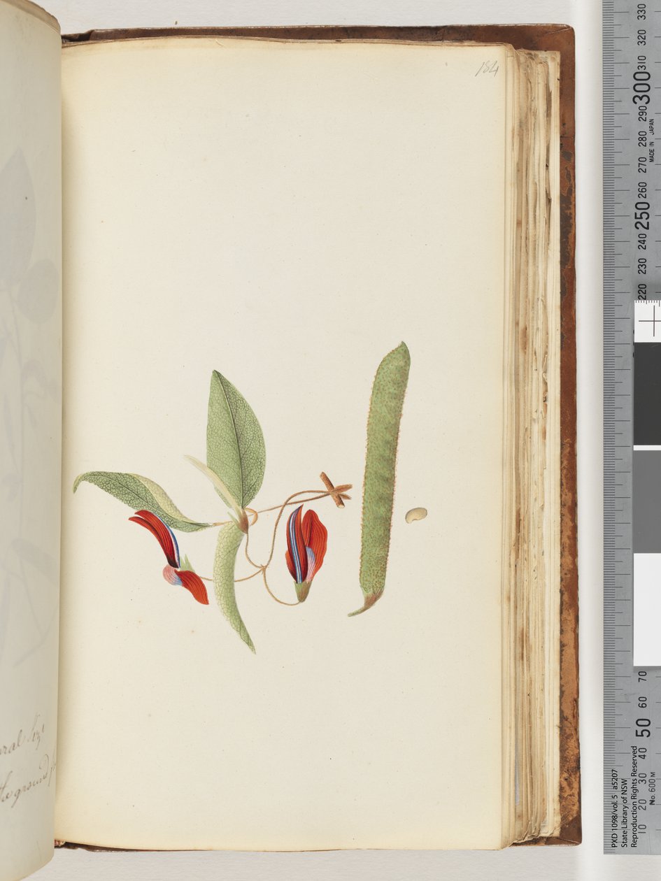 Pagina 184. Rampicanti o Caprifogli da Unknown artist