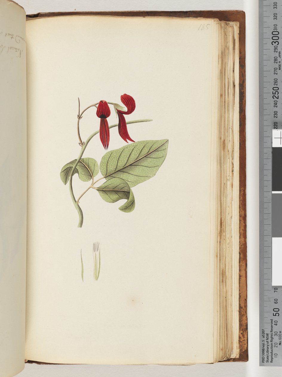 Pagina 185. Pianta non identificata da Unknown artist