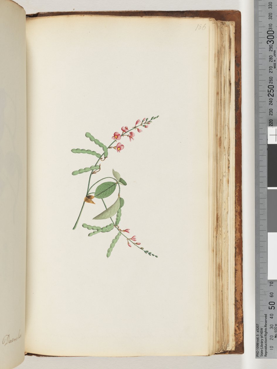 Pagina 186. Pianta da fiore, una rampicante da Unknown artist