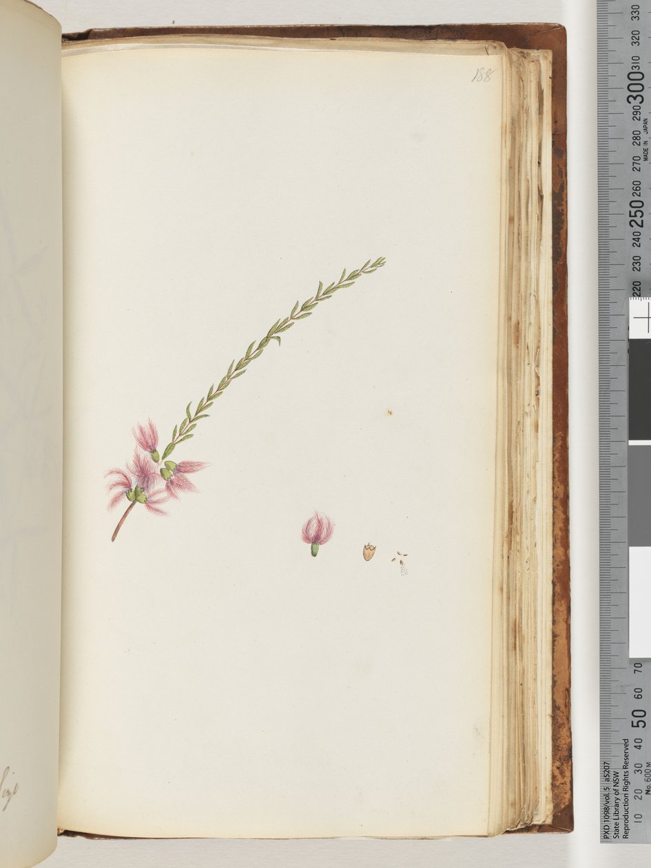 Pagina 188. Pianta non identificata da Unknown artist