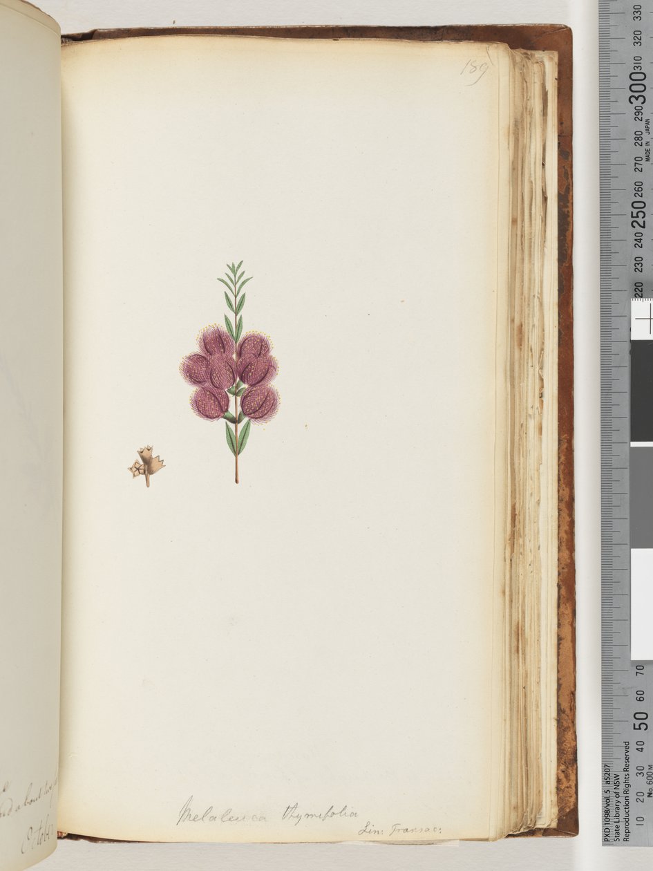 Pagina 189. Melaleuca thymifolia da Unknown artist