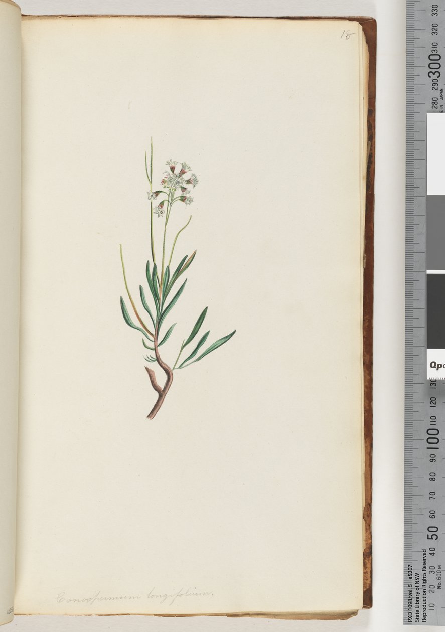 Pagina 18. Conospermum longifolium da Unknown artist
