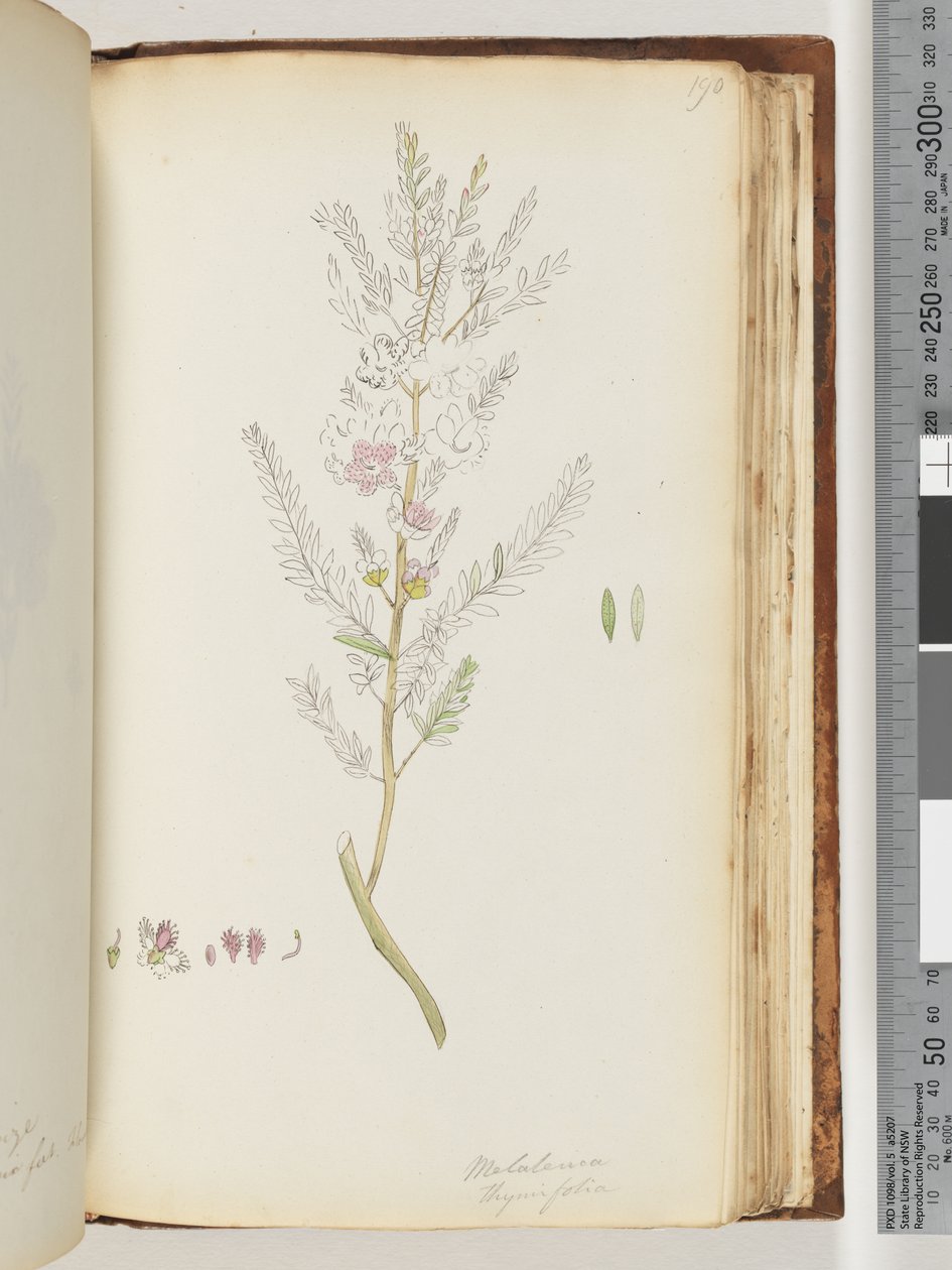 Pagina 190. Melaleuca thymifolia / Mirto di Timo da Unknown artist