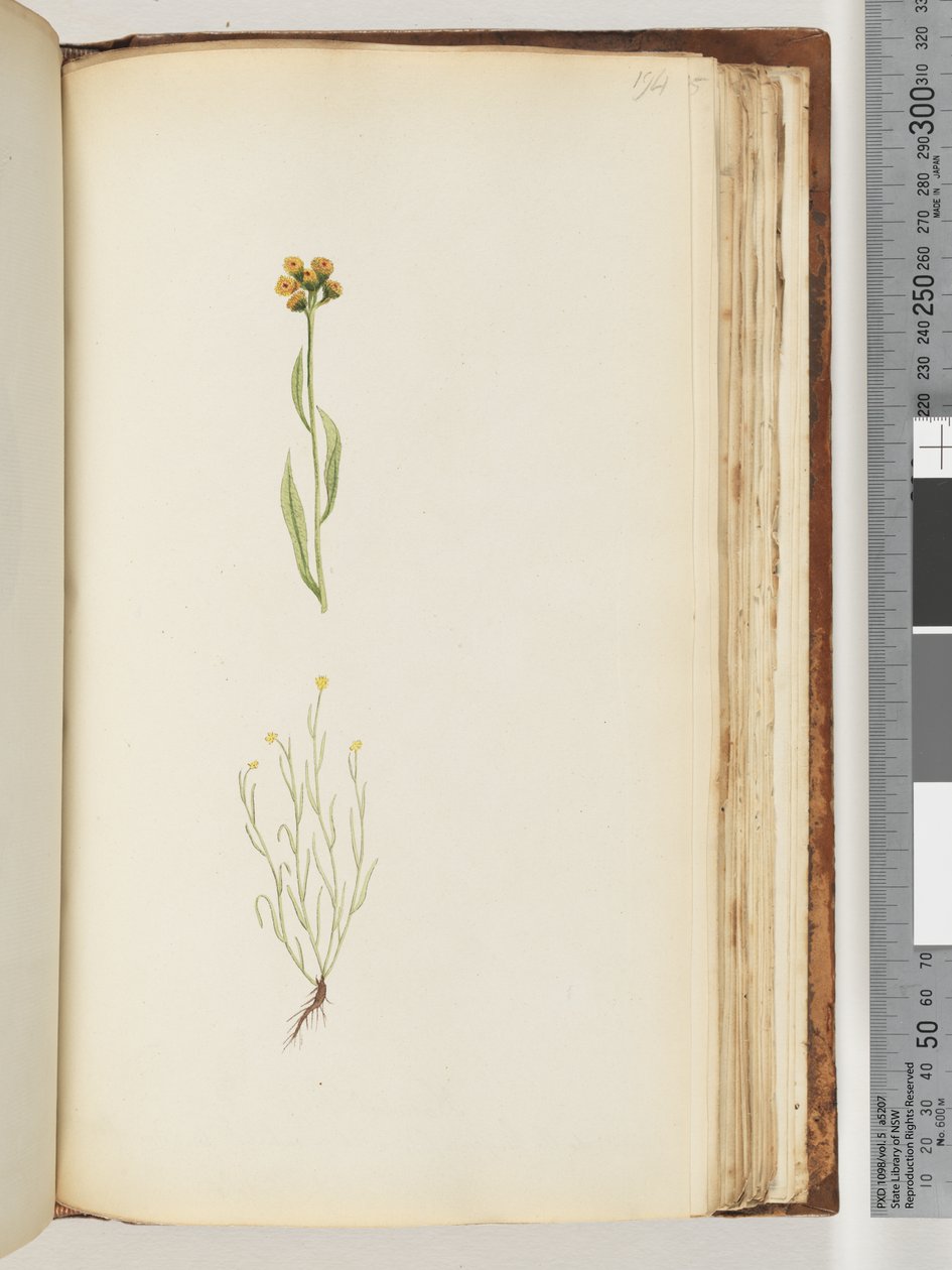 Pagina 194. Pianta non identificata da Unknown artist