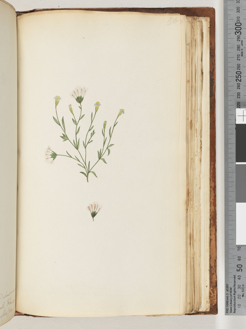 Pagina 196. Pianta non identificata da Unknown artist