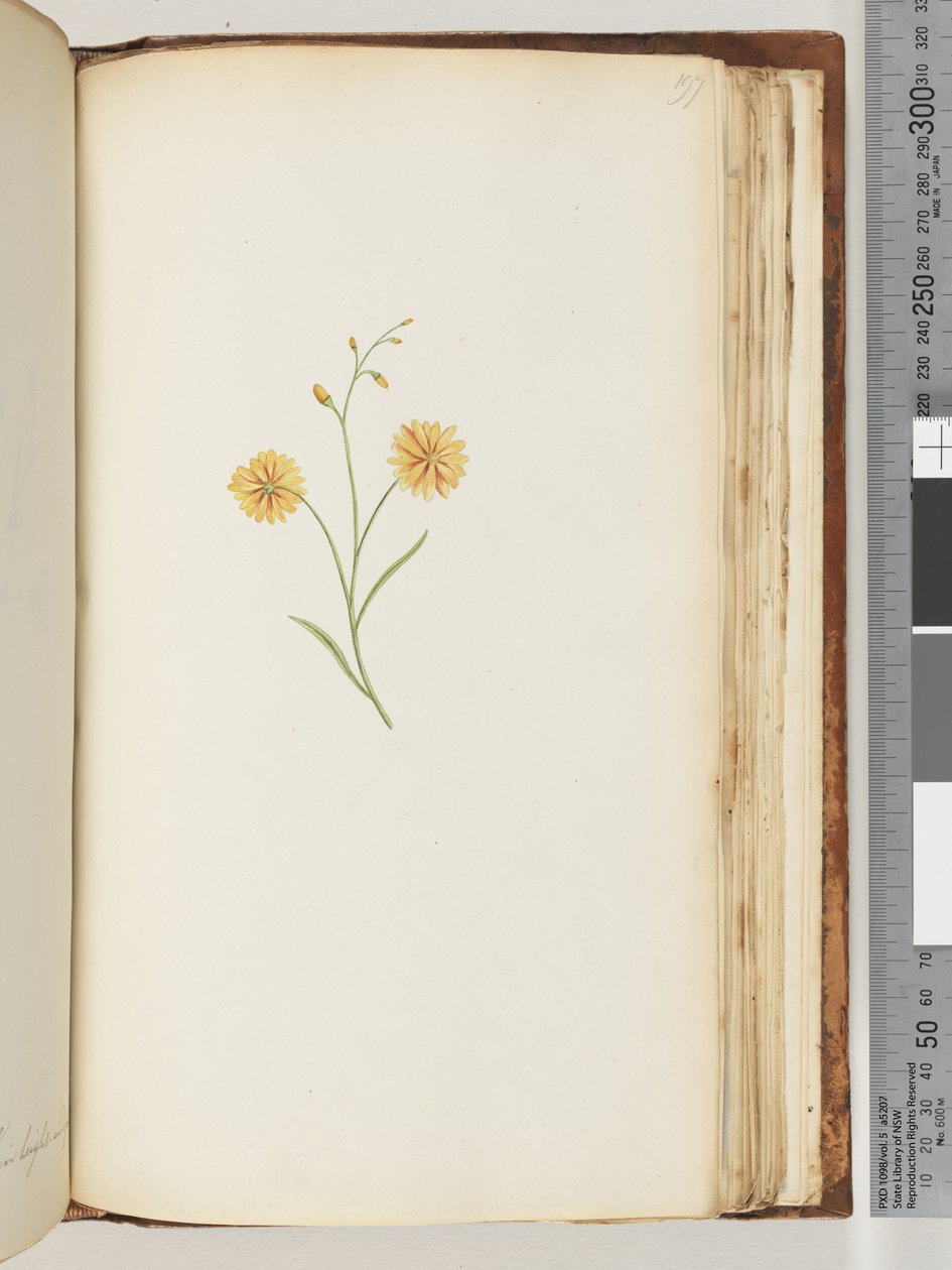 Pagina 197. Pianta non identificata da Unknown