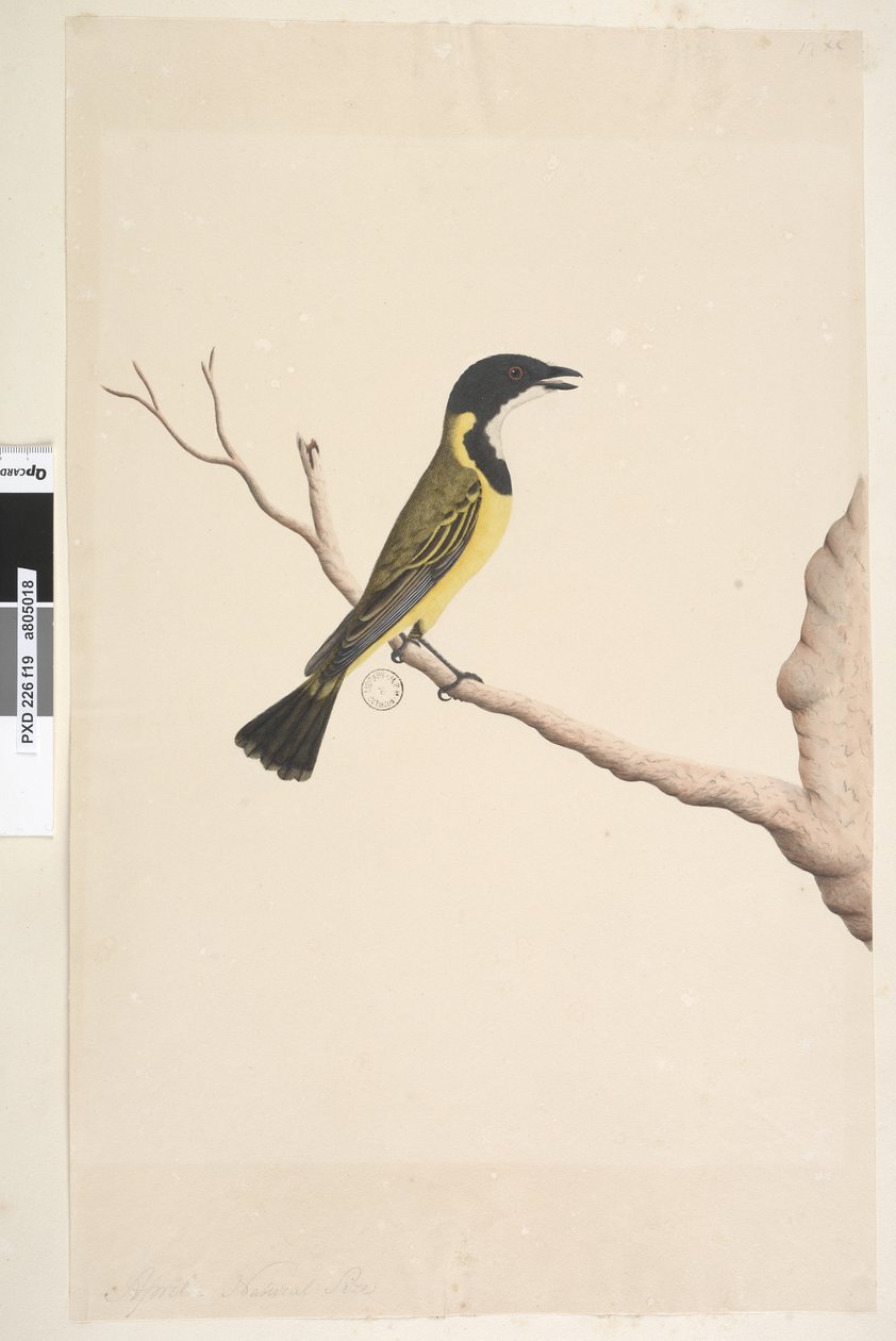 Pagina 19. Aprile. Fisignato dorato Pachycephala pectoralis, maschio da Unknown artist