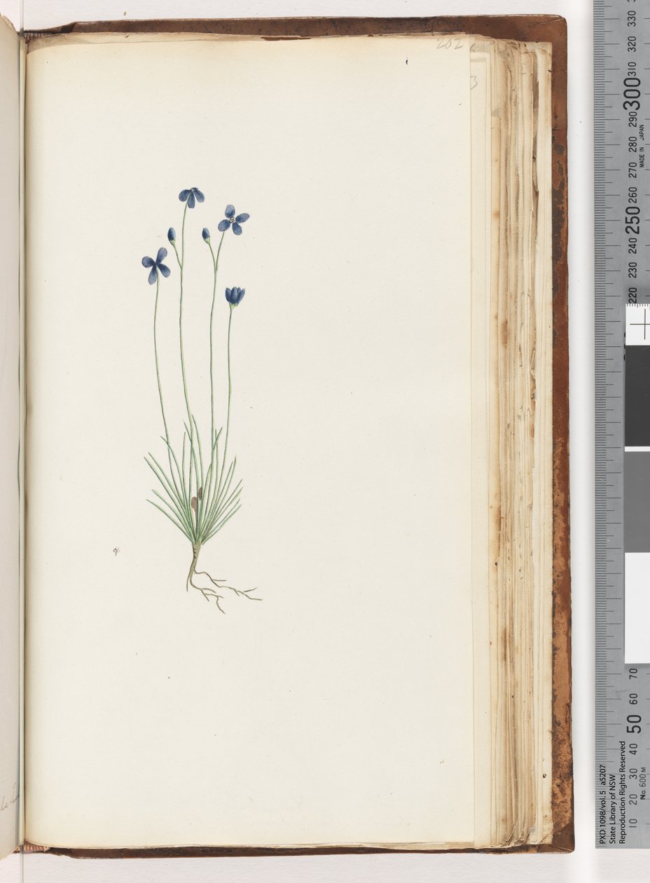 Pagina 202. Pianta non identificata da Unknown