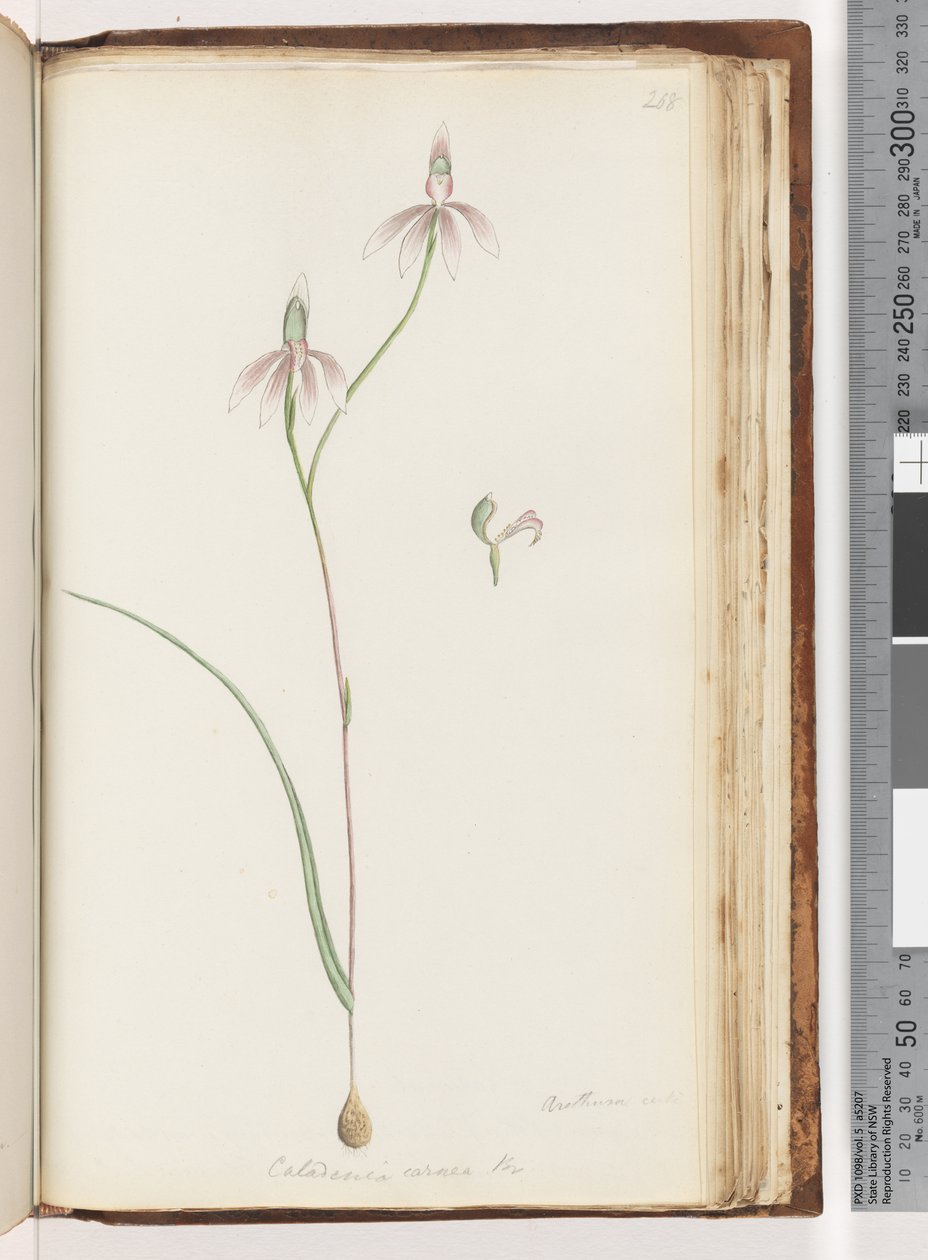 Pagina 208. Arethusa certe? Caladenia carnea da Unknown artist