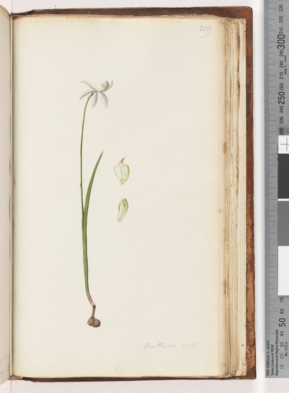 Pagina 209. Arethusa certe? da Unknown artist