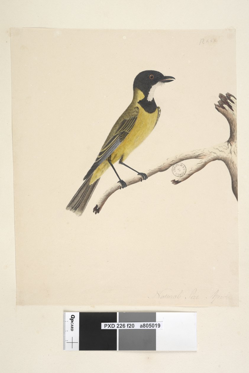 Pachycephala pectoralis, maschio da Unknown artist