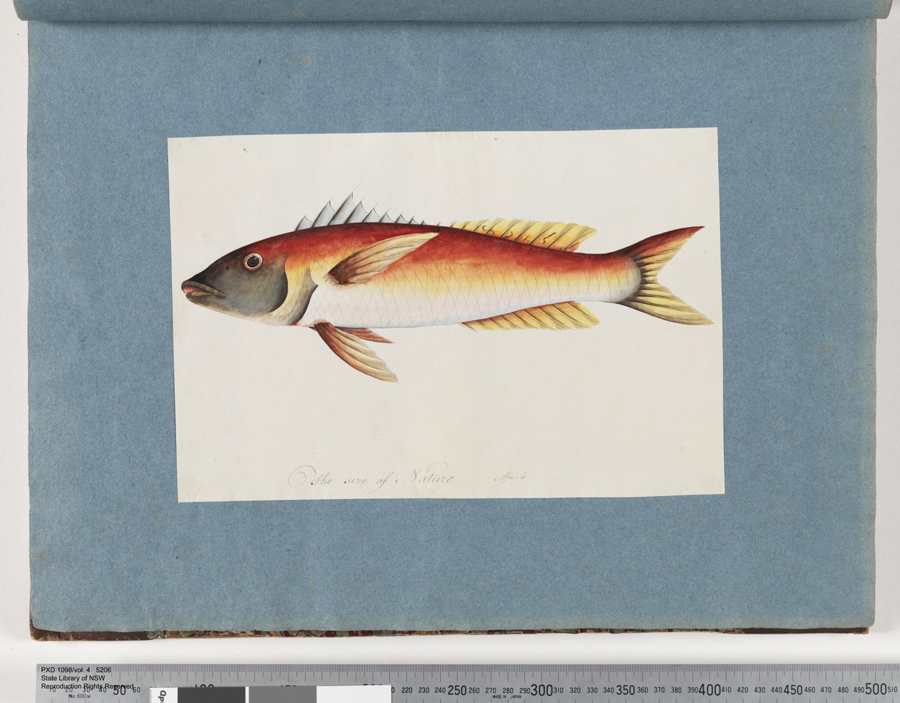 Pesce non identificato da Unknown artist