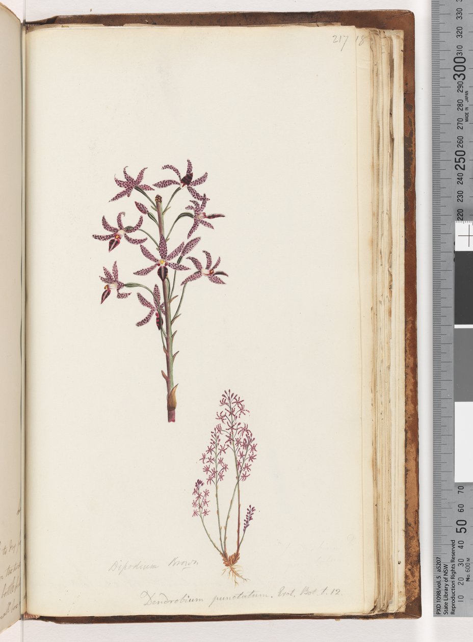 Pagina 217. Dipodium Brown / Dendrobium punctatum. Exot. Bot. t. 12. Orchidea Giacinto da Unknown artist