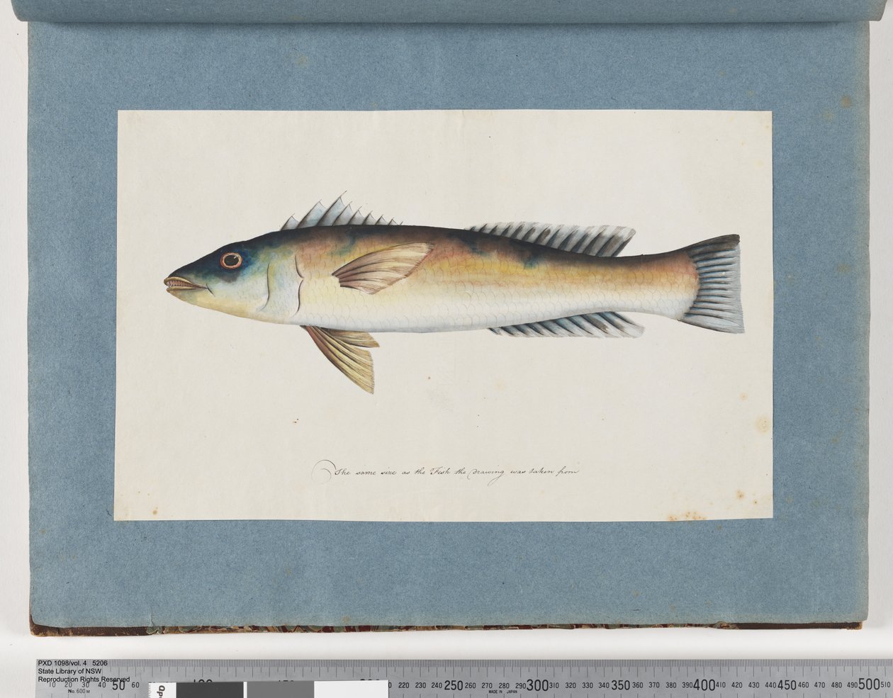 Pesce non identificato da Unknown artist