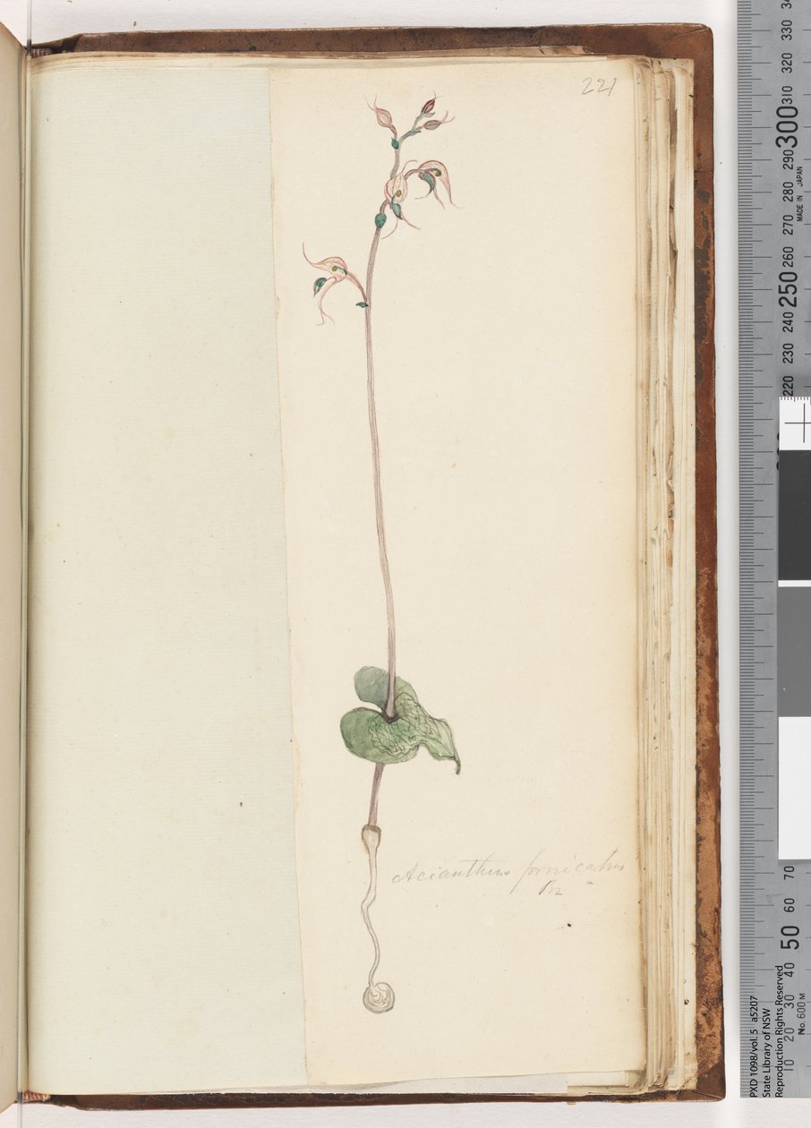 Pagina 221. Acianthus fornicatus Br Cappelli di Fata da Unknown artist