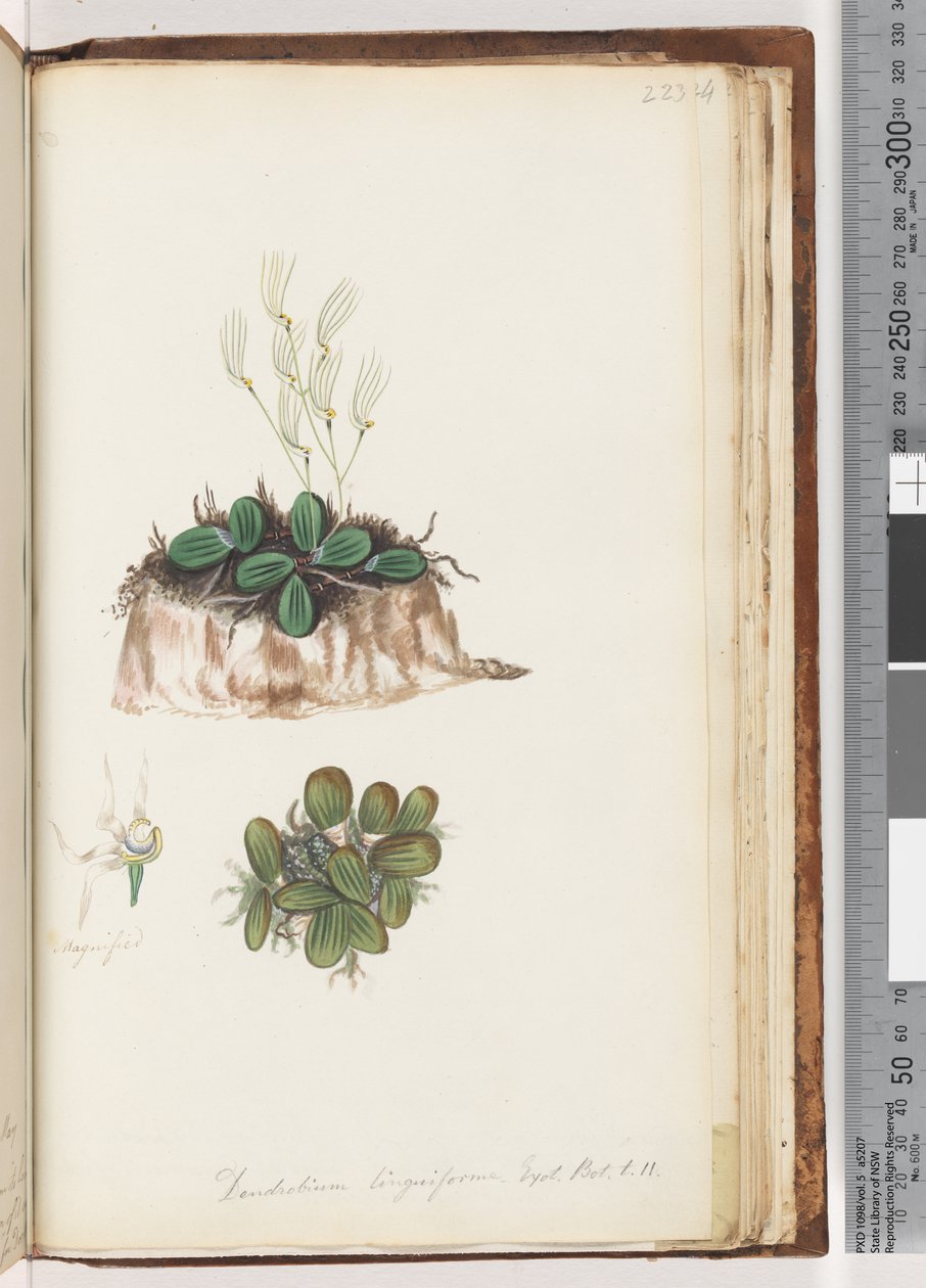 Pagina 223. Dendrobium linguiforme Exot. Bot. t. 11 Orchidea lingua da Unknown artist