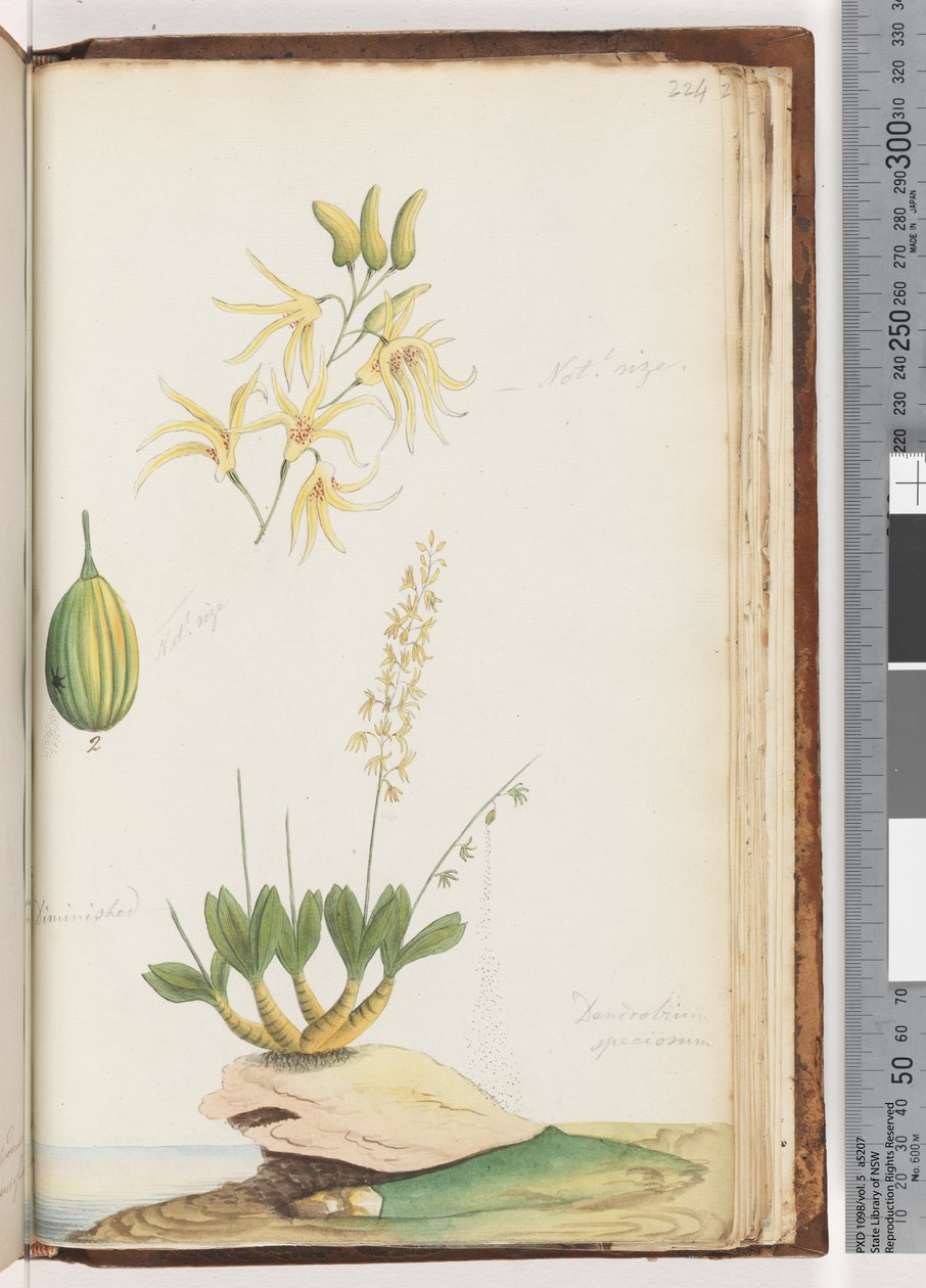 Pagina 224. Dendrobium speciosum / Orchidea di roccia da Unknown artist