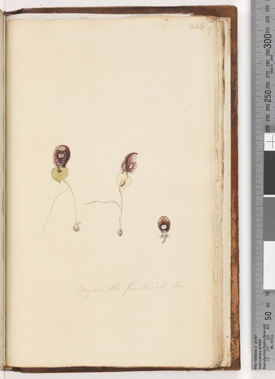 Pagina 226. Corysanthes fimbriata Br / Orchidea elmetto frangiato da Unknown artist