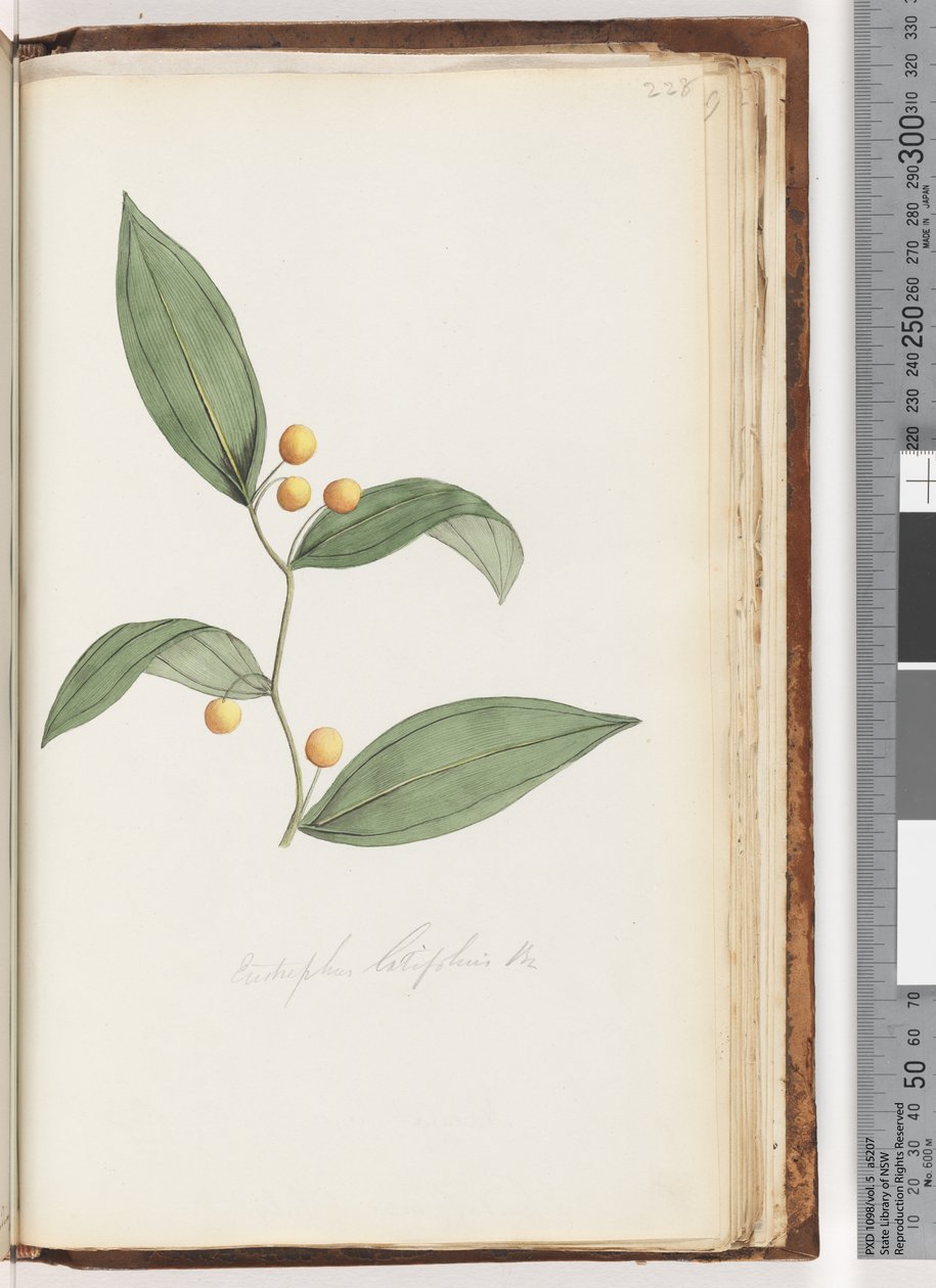 Pagina 228. Eustrephus latifolius da Unknown artist