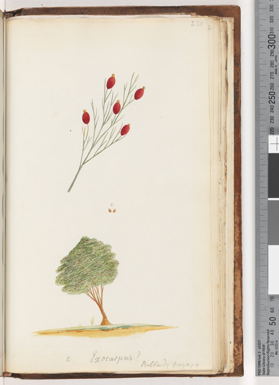 Pagina 230. e Exocarpus? Billard: viaggio / La ciliegia del Nuovo Galles del Sud da Unknown