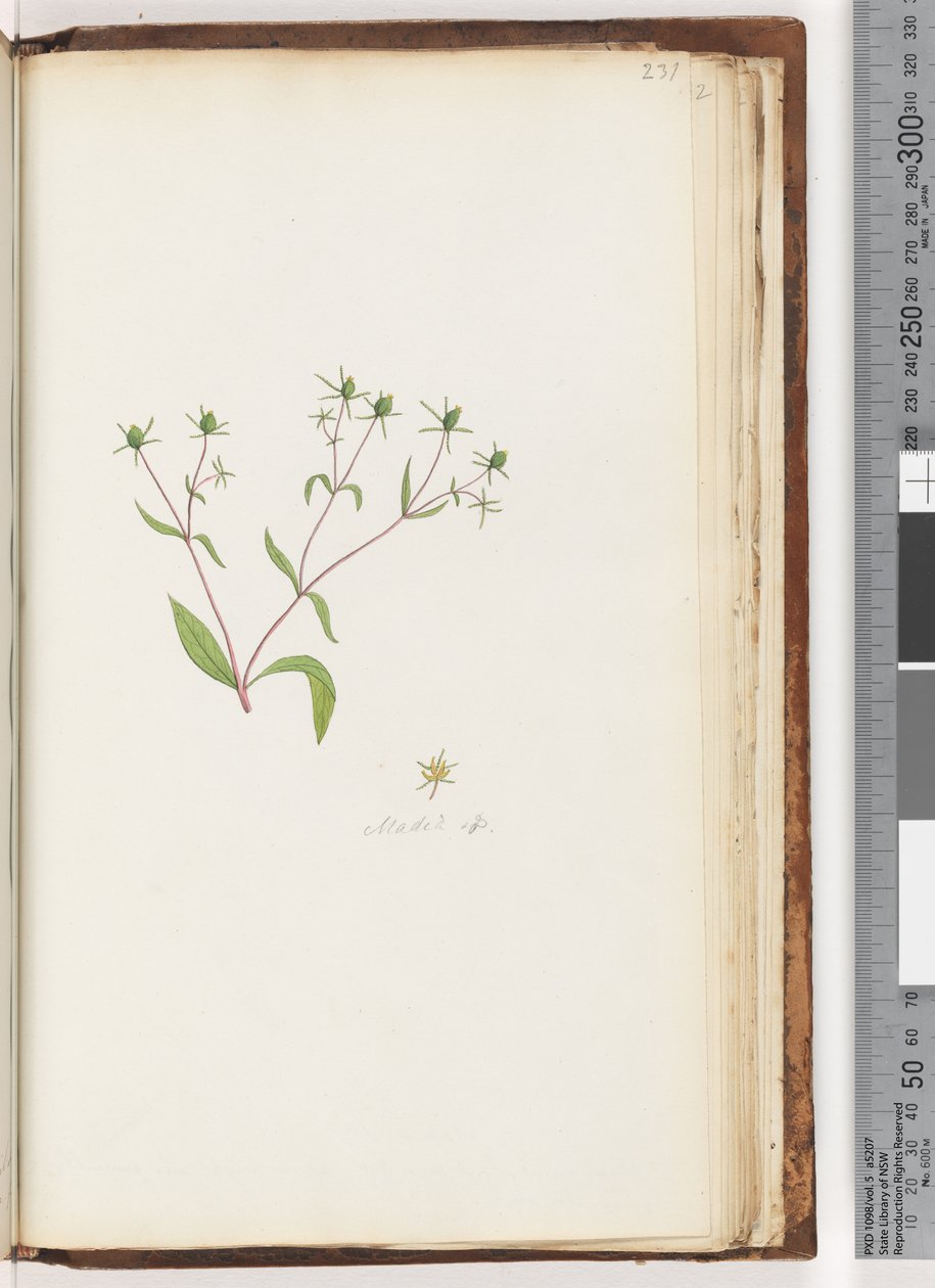 Pagina 231. Madia sp da Unknown artist