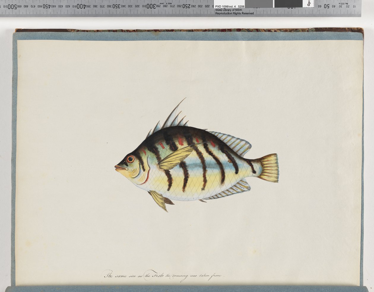 Pagina 23. Pesce non identificato da Unknown artist