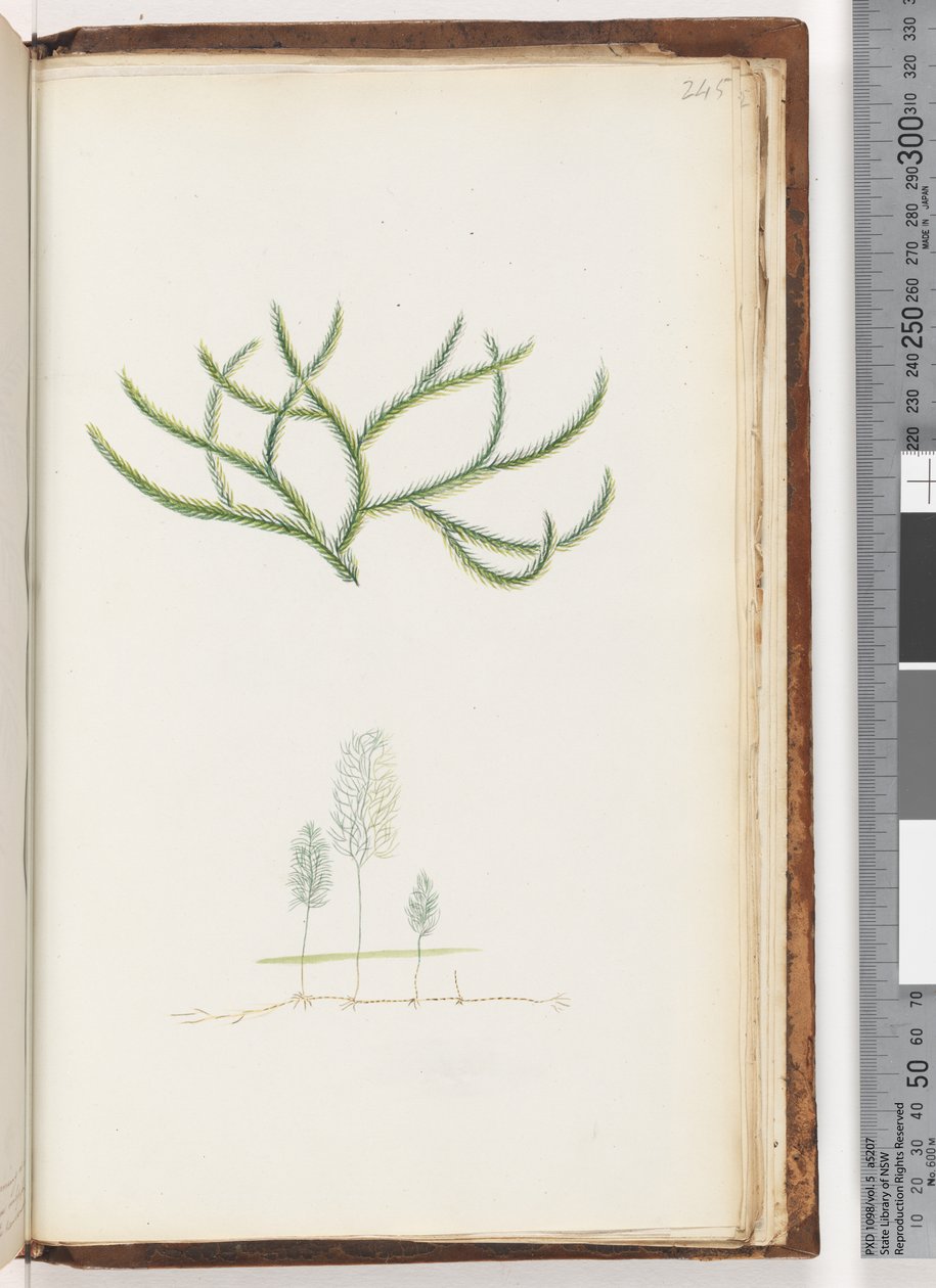 Pagina 245. Nessuna iscrizione, pianta non identificata da Unknown artist