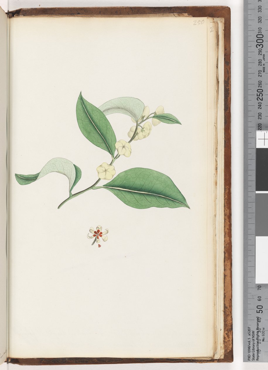 Pagina 250. Albero senza nome da Unknown artist