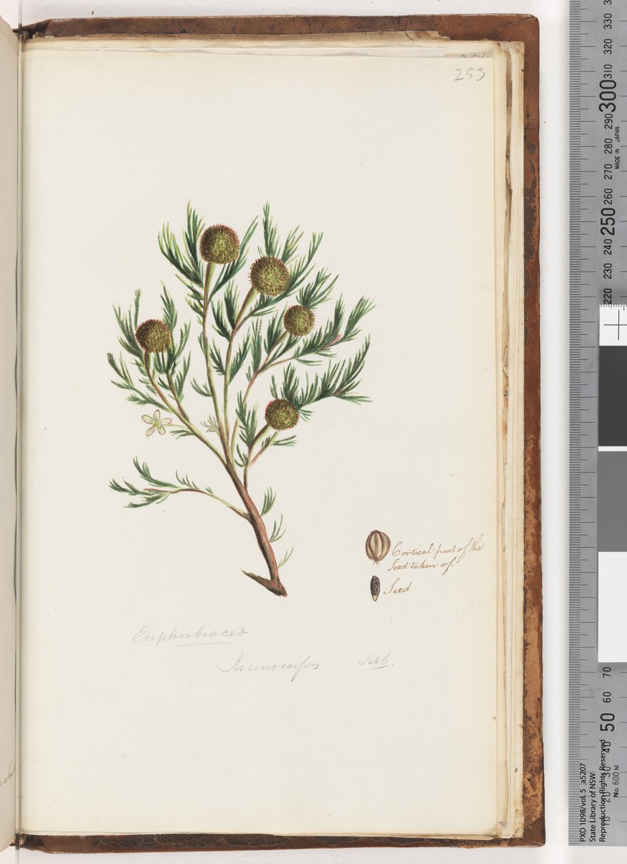 Pagina 253. Euphorbiaceae / Ricinocarpus da Unknown artist