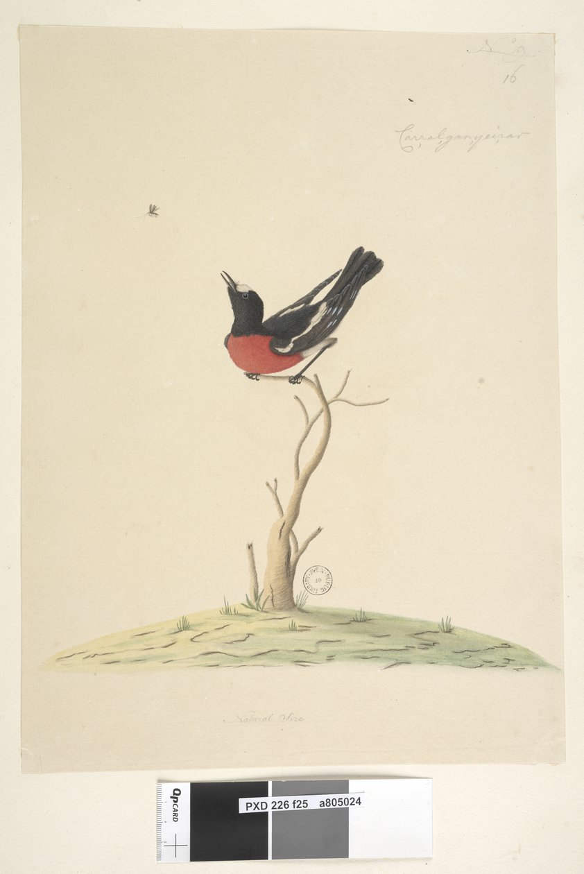 Pagina 25. Petroica multicolor, maschio, N.S.W., 1791-92 da Unknown artist
