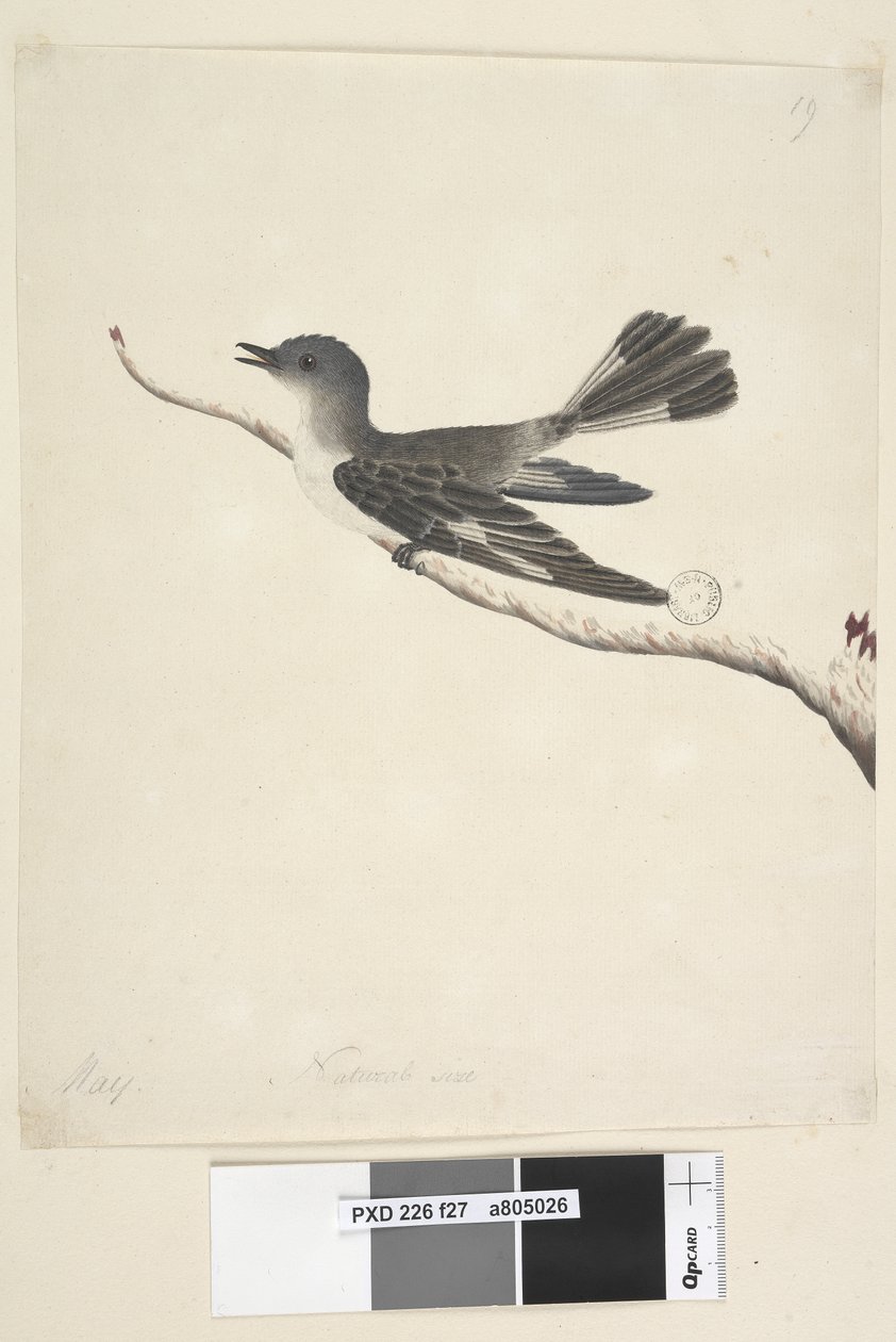 Pagina 27. Maggio. Pettirosso incappucciato, femmina Melanodryas cucullata da Unknown artist