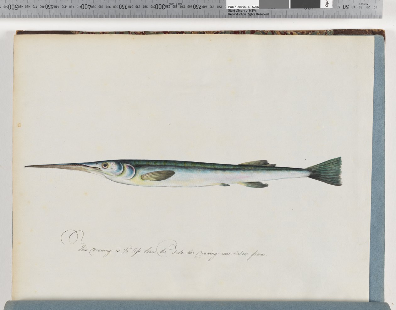 Pagina 27. Pesce non identificato da Unknown artist
