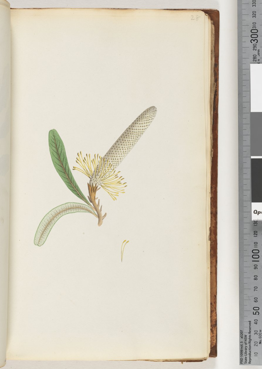 Pagina 28. Pianta fiorita, "una rampicante" da Unknown artist