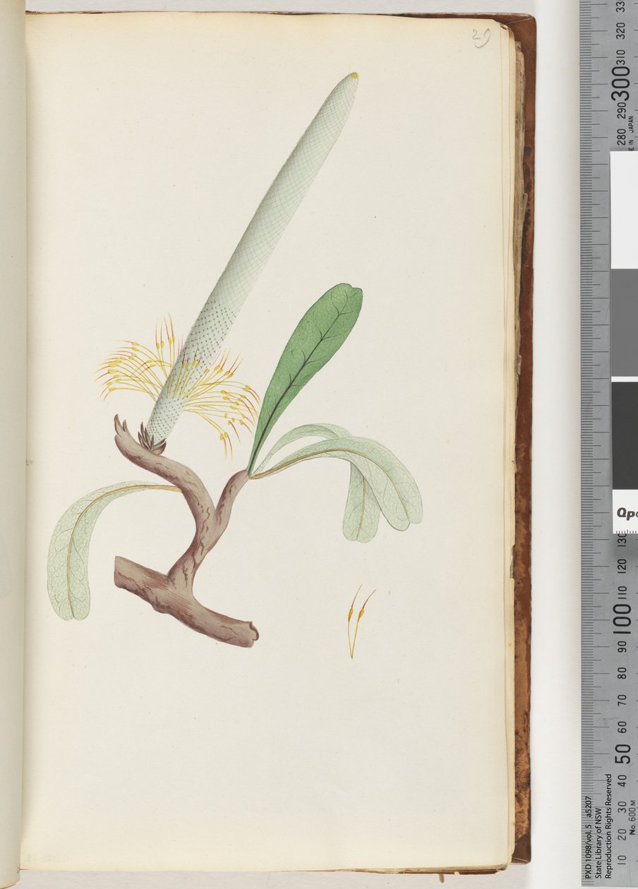 Pagina 29. Banksia costiera da Unknown artist