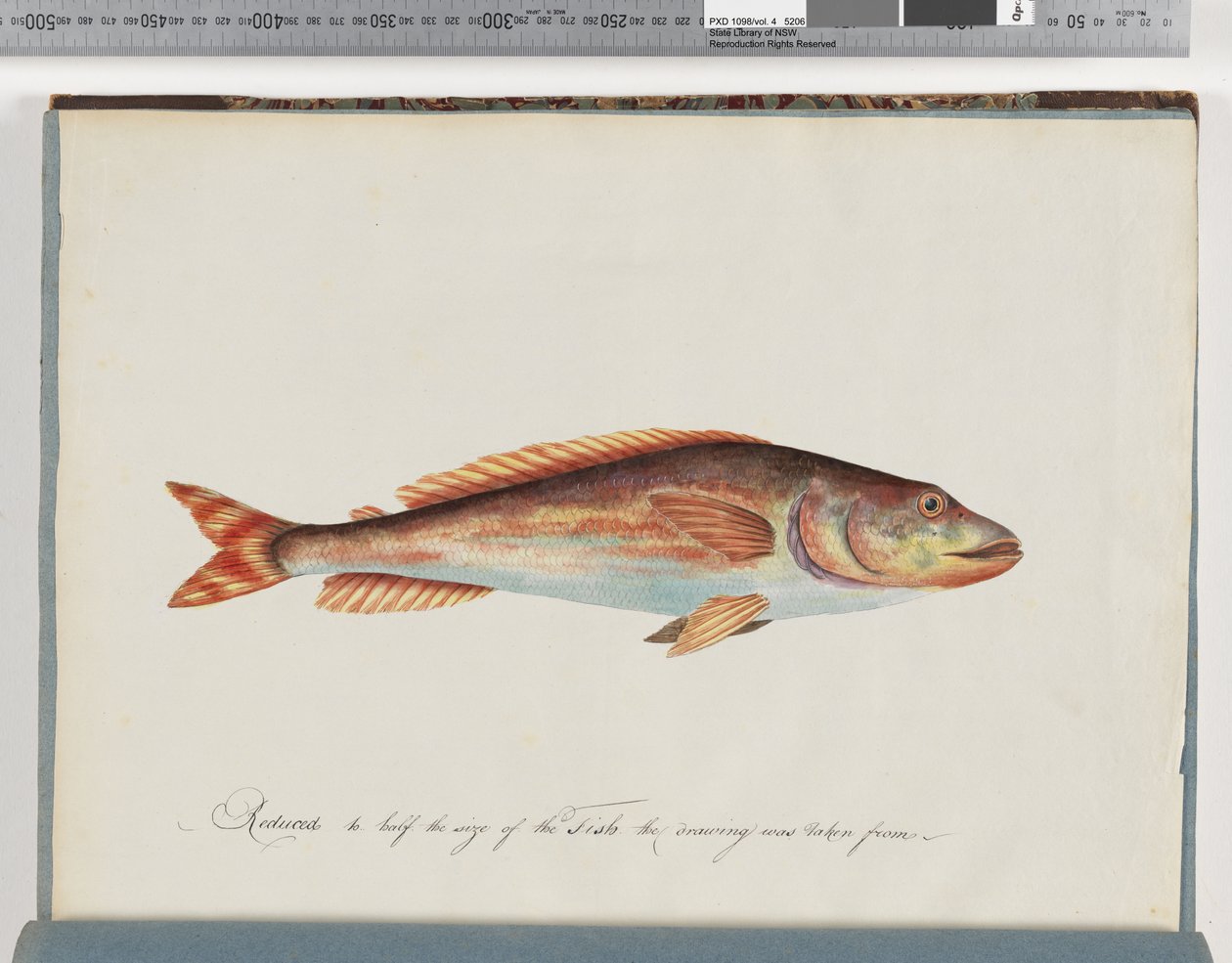 Pesce non identificato da Unknown artist