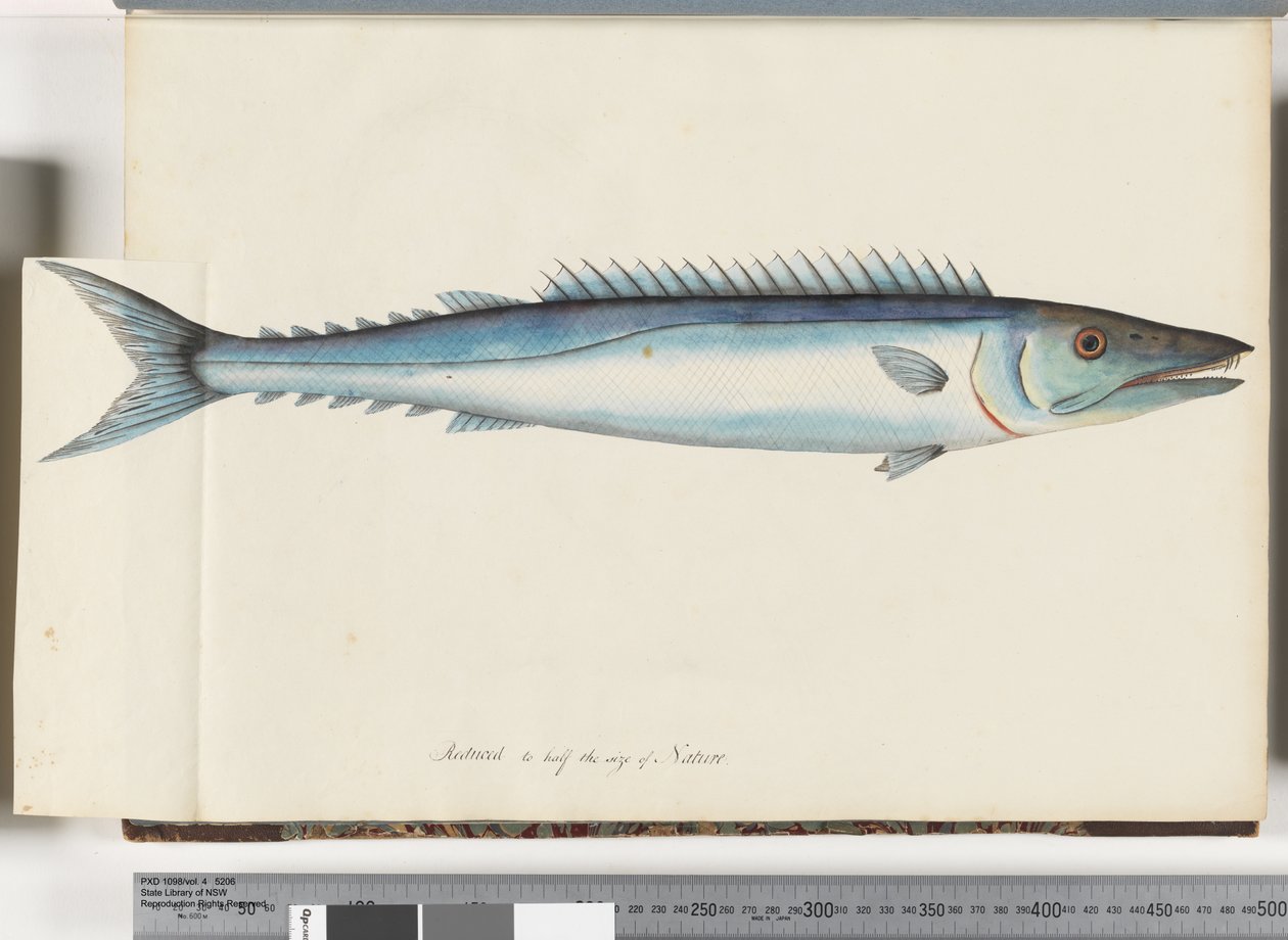 Pagina 32. Barracouta da Unknown artist