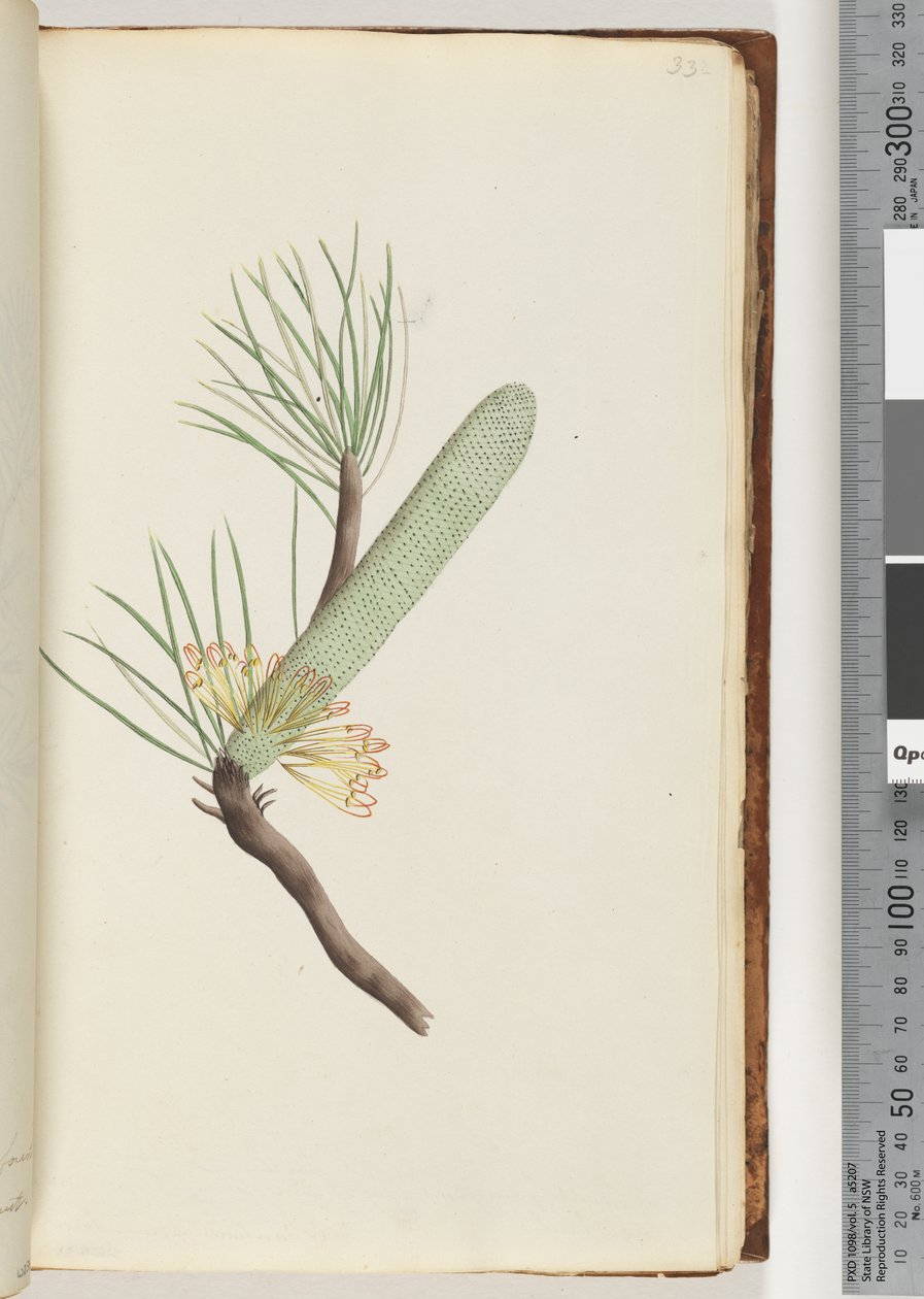 Pagina 33. Pianta, Banksia spinulosa da Unknown artist