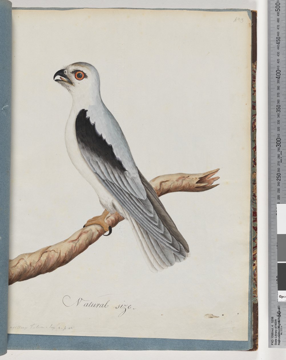 Pagina 35. Nibbio dalle spalle nere. Falco ascellare da Unknown artist