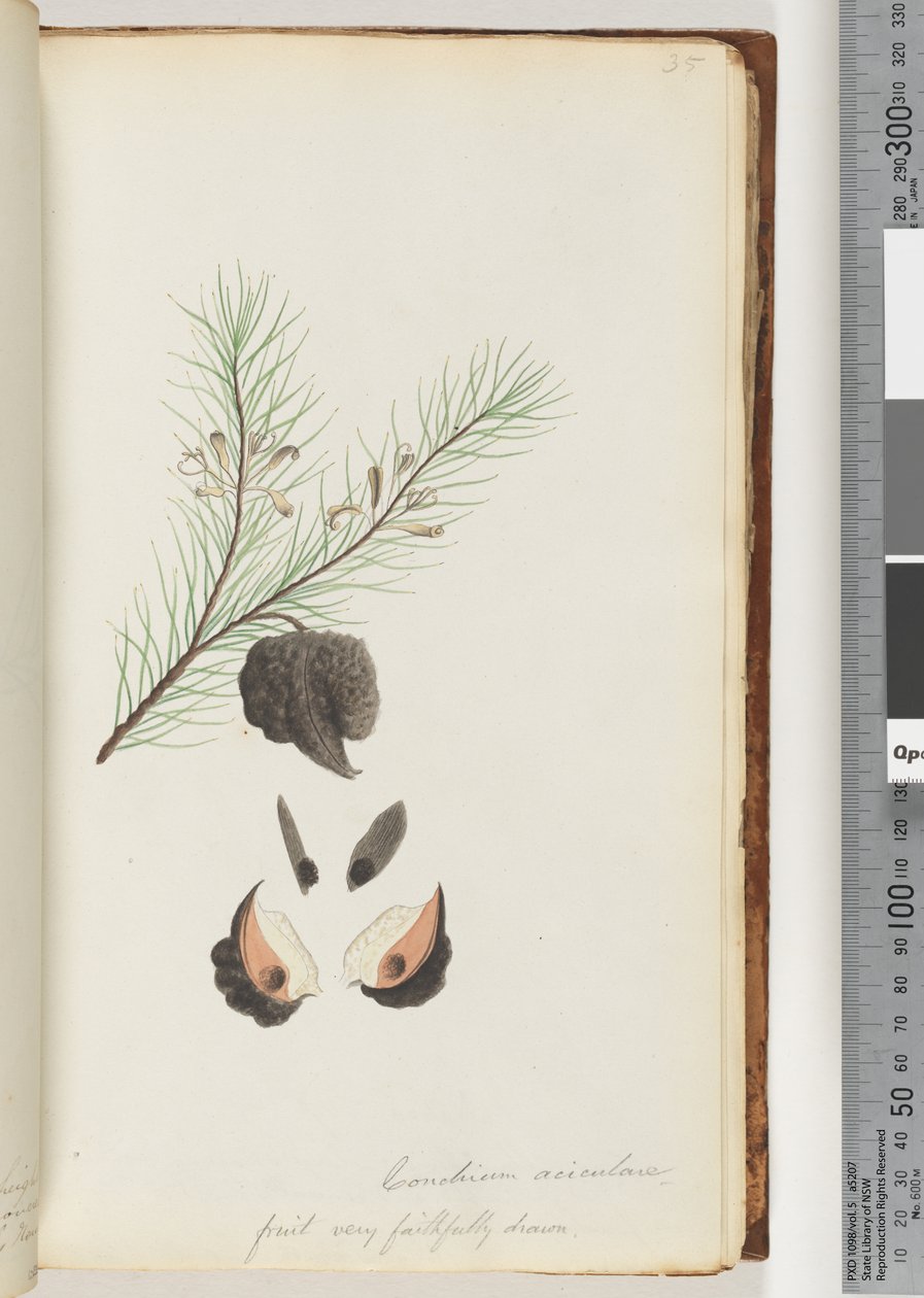 Pagina 35. Conchium aciculare / Frutto molto fedelmente disegnato Cespuglio di aghi pelosi da Unknown artist