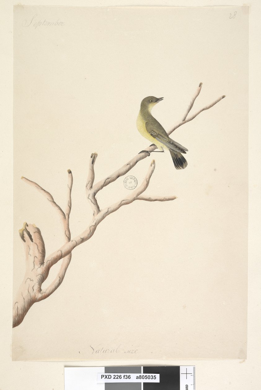 Pagina 36. Settembre. Spina gialla Acanthiza nana da Unknown artist