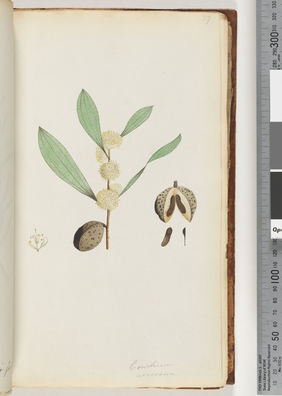 Pagina 37. Conchium nervosum da Unknown artist