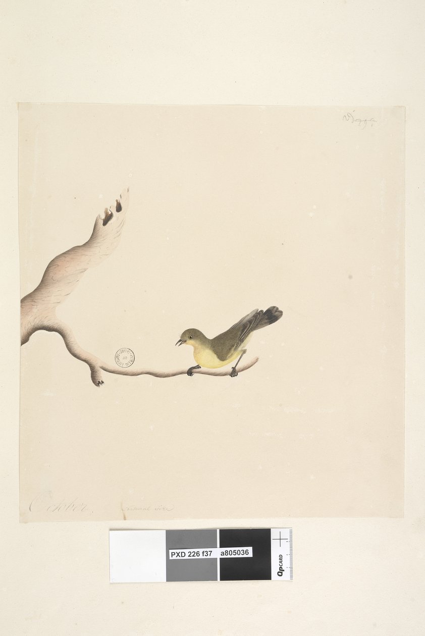 Pagina 37. Acanthiza nana, 1791-92 da Unknown artist