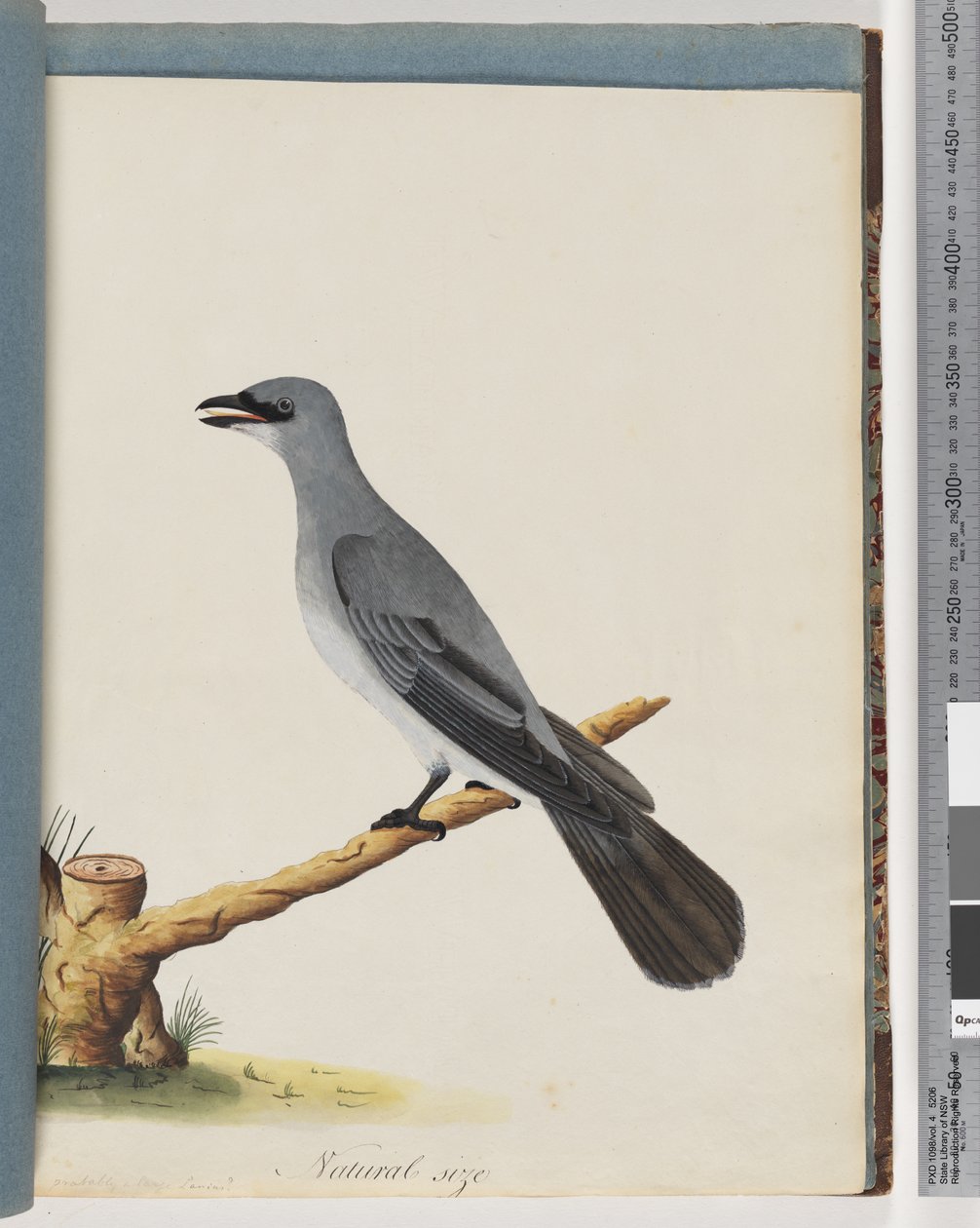 Pagina 38. Uccello non identificato, probabilmente un grande lanius da Unknown artist