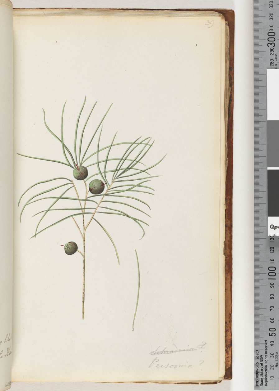 Pagina 39. Schraderia / Persoonia da Unknown artist
