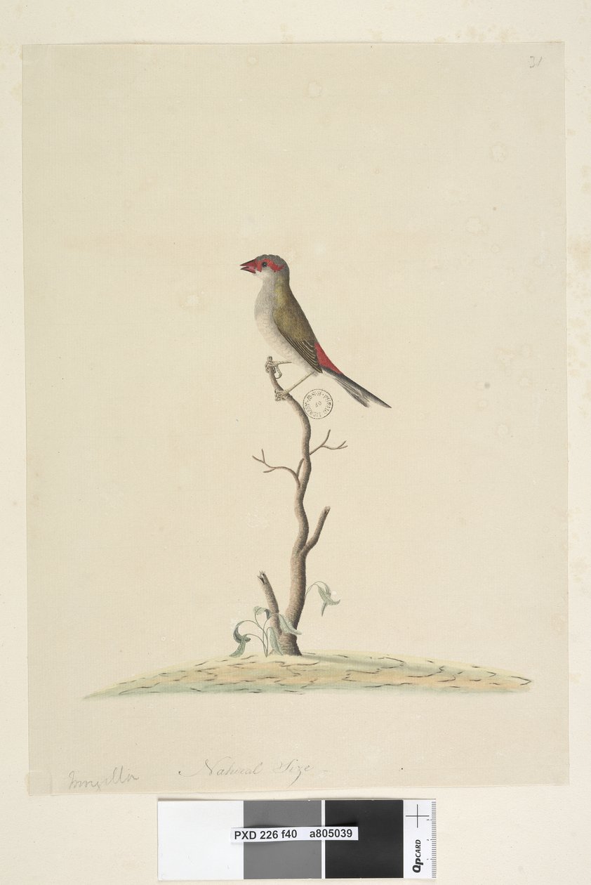Fringilla. Diamante codalunga Stagonopleura guttata da Unknown artist