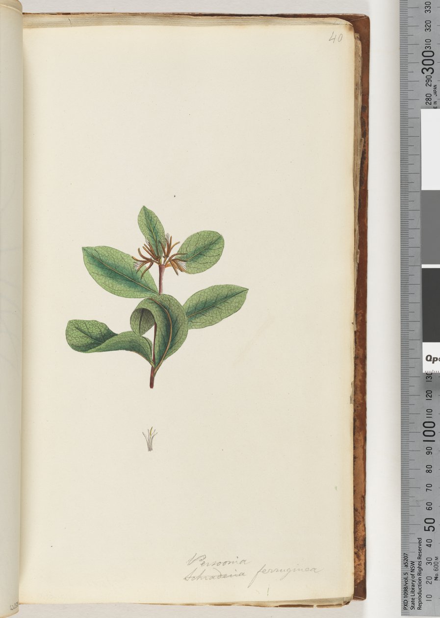 Pagina 40. Persoonia / Schraderia ferruginea da Unknown artist